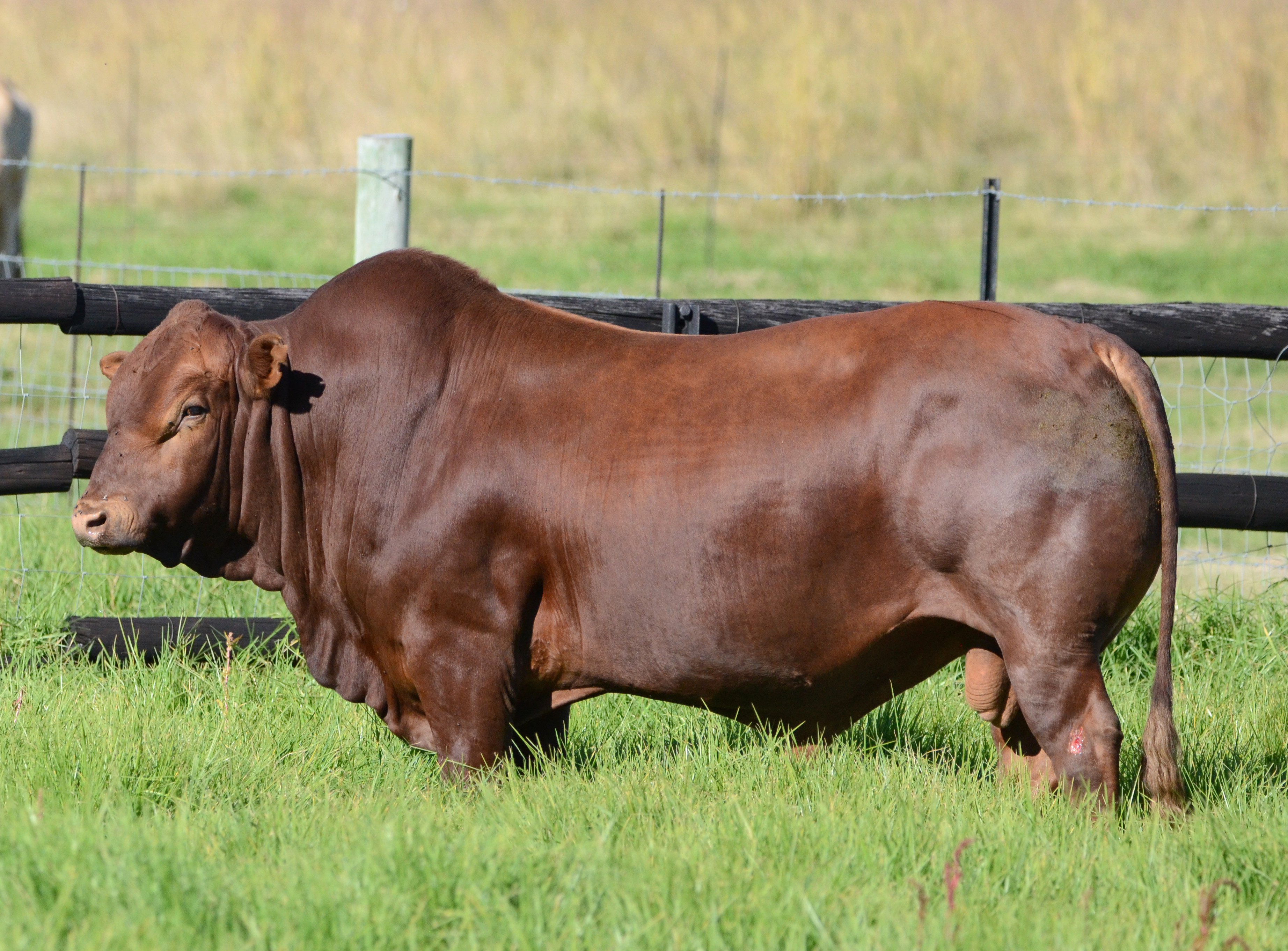 tuli cattle sires